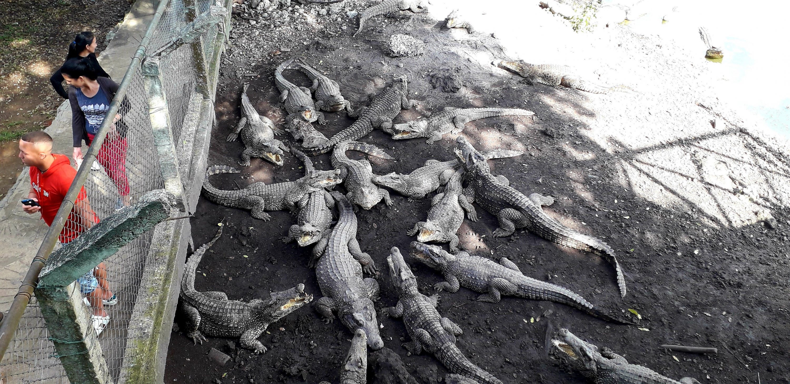 Criadero de cocodrilos, Bahía de Cochinos